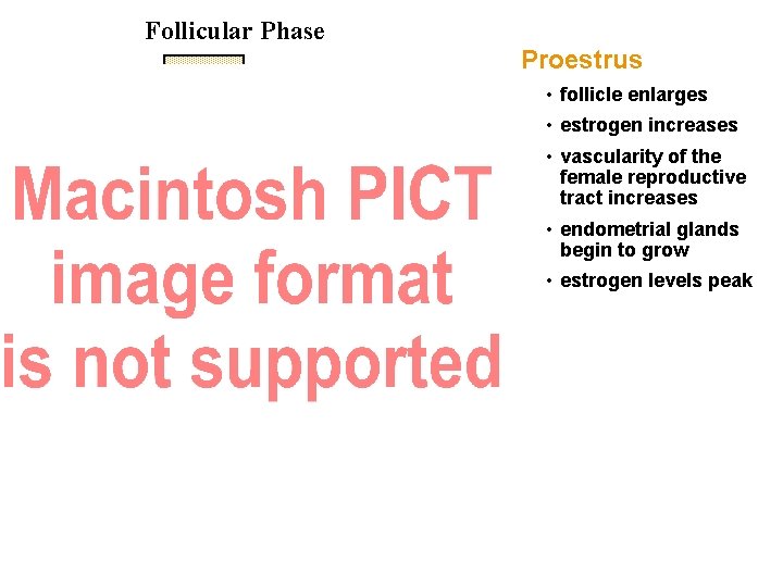 Follicular Phase Proestrus • follicle enlarges • estrogen increases • vascularity of the female Follicular Phase Proestrus • follicle enlarges • estrogen increases • vascularity of the female