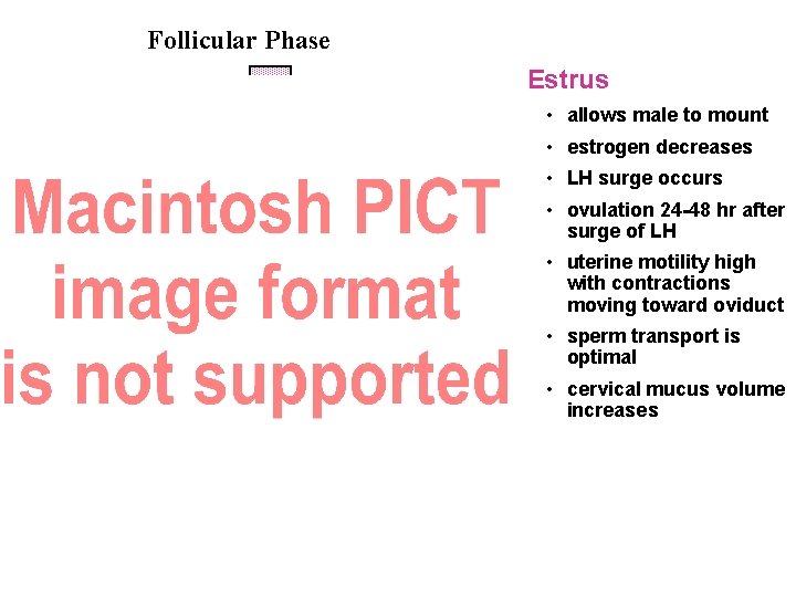 Follicular Phase Estrus • allows male to mount • estrogen decreases • LH surge Follicular Phase Estrus • allows male to mount • estrogen decreases • LH surge