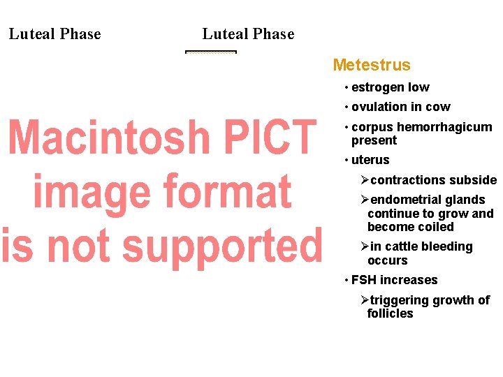 Luteal Phase Metestrus • estrogen low • ovulation in cow • corpus hemorrhagicum present Luteal Phase Metestrus • estrogen low • ovulation in cow • corpus hemorrhagicum present