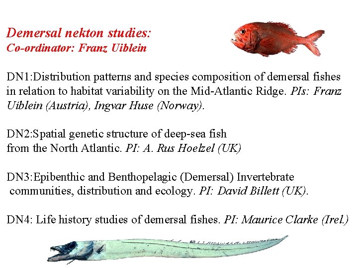 Demersal nekton studies: Co-ordinator: Franz Uiblein DN 1: Distribution patterns and species composition of