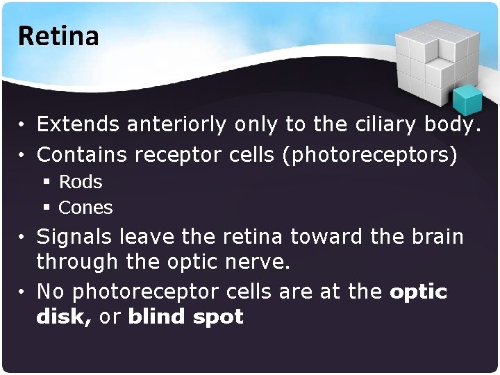 Retina • Extends anteriorly only to the ciliary body. • Contains receptor cells (photoreceptors)
