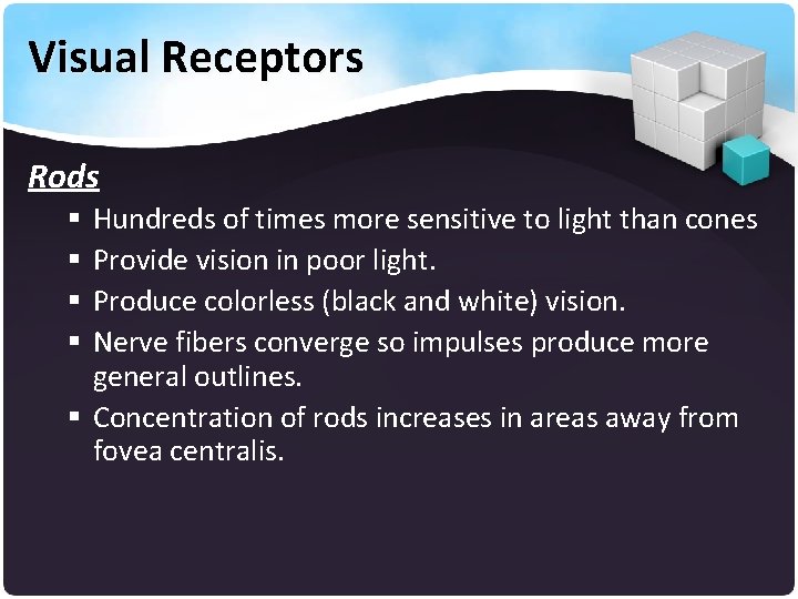 Visual Receptors Rods Hundreds of times more sensitive to light than cones Provide vision