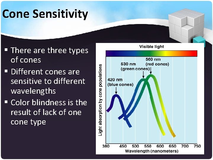 Cone Sensitivity § There are three types of cones § Different cones are sensitive