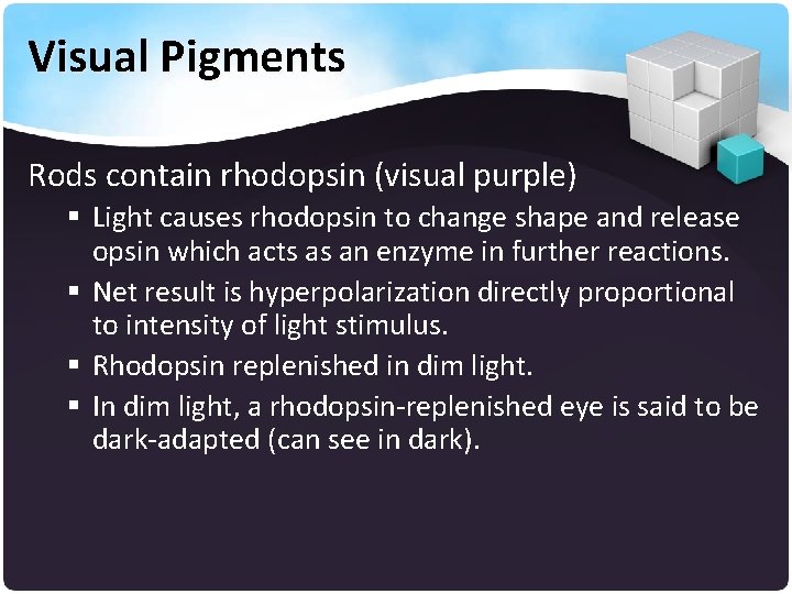 Visual Pigments Rods contain rhodopsin (visual purple) § Light causes rhodopsin to change shape