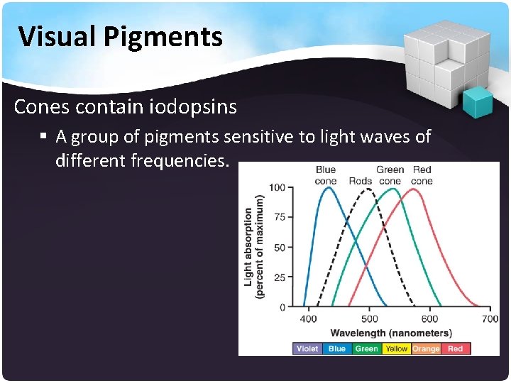 Visual Pigments Cones contain iodopsins § A group of pigments sensitive to light waves