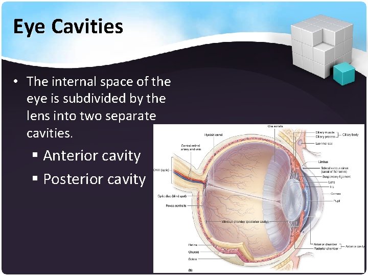 Eye Cavities • The internal space of the eye is subdivided by the lens