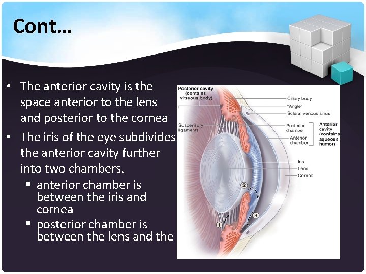 Cont… • The anterior cavity is the space anterior to the lens and posterior