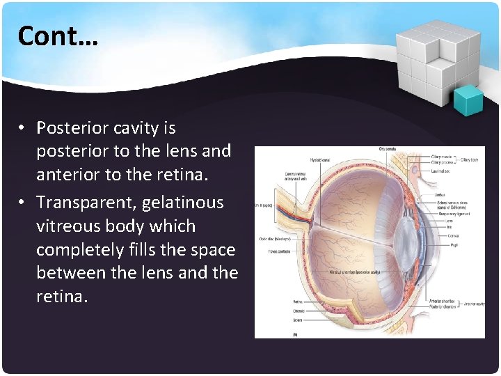 Cont… • Posterior cavity is posterior to the lens and anterior to the retina.