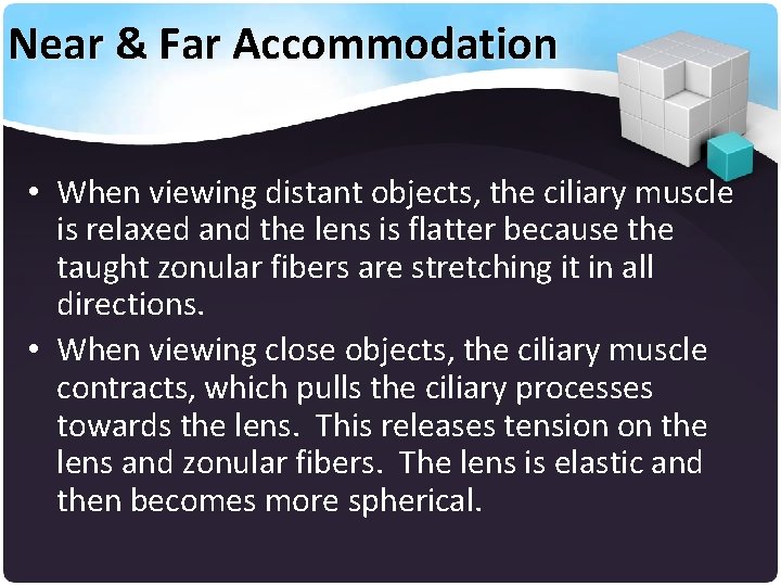 Near & Far Accommodation • When viewing distant objects, the ciliary muscle is relaxed