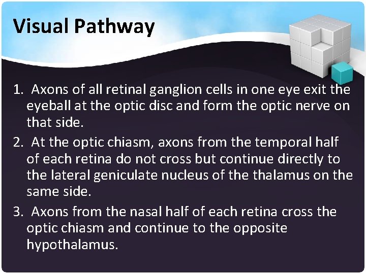 Visual Pathway 1. Axons of all retinal ganglion cells in one eye exit the