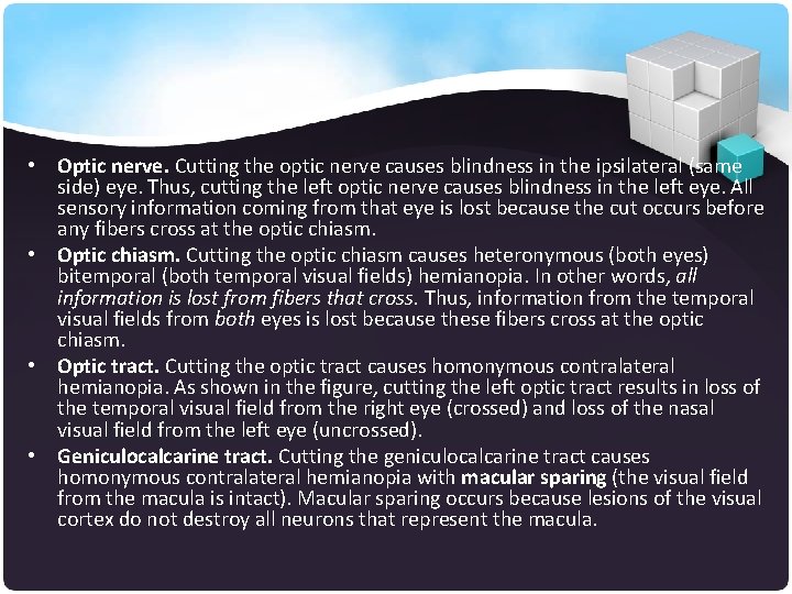  • Optic nerve. Cutting the optic nerve causes blindness in the ipsilateral (same