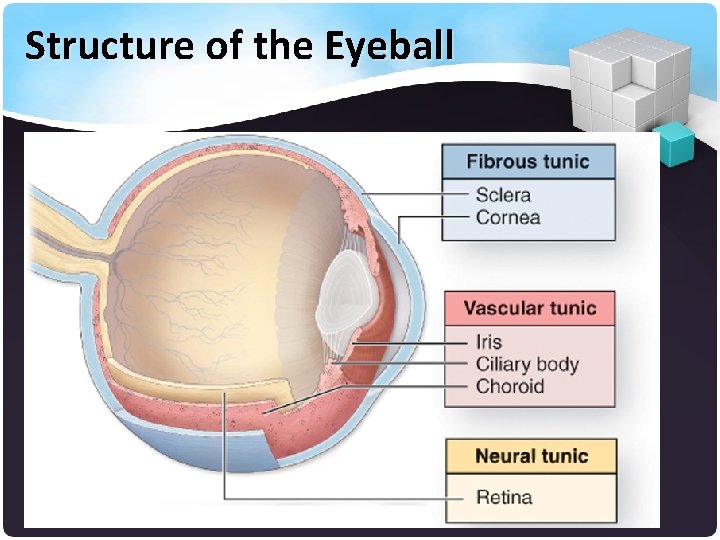 Structure of the Eyeball 