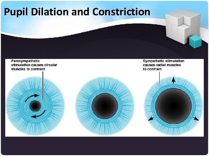 Pupil Dilation and Constriction 