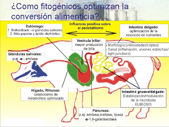 ¿Como fitogénicos optimizan la conversión alimenticia? - Morfología (vellosidades/criptas) - Salud (inflamación, uniones estrechas/