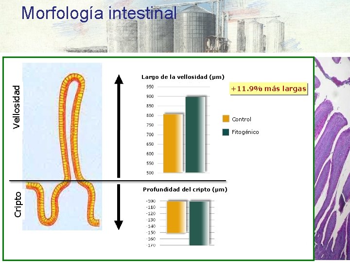 Morfología intestinal Largo de la vellosidad (μm) Cripto Vellosidad +11. 9% más largas Control