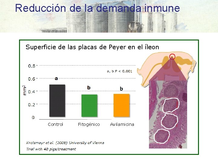 Reducción de la demanda inmune Superficie de las placas de Peyer en el íleon