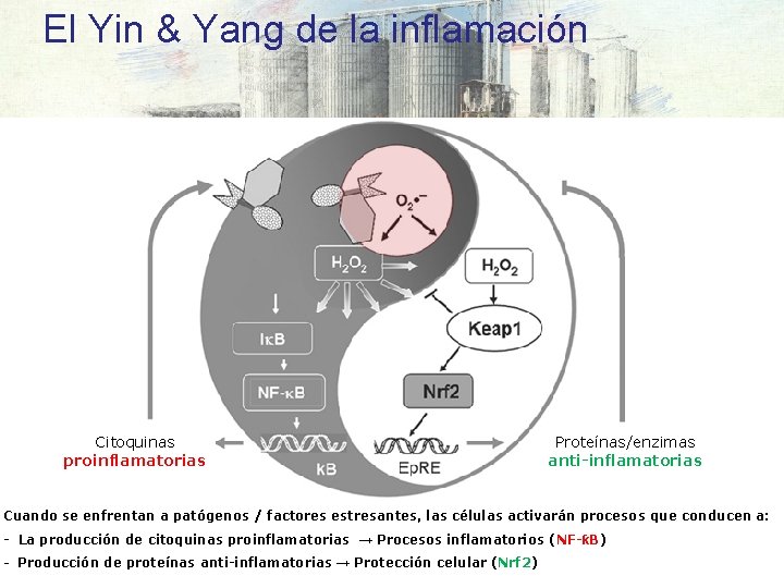 El Yin & Yang de la inflamación Citoquinas proinflamatorias Proteínas/enzimas anti-inflamatorias Cuando se enfrentan