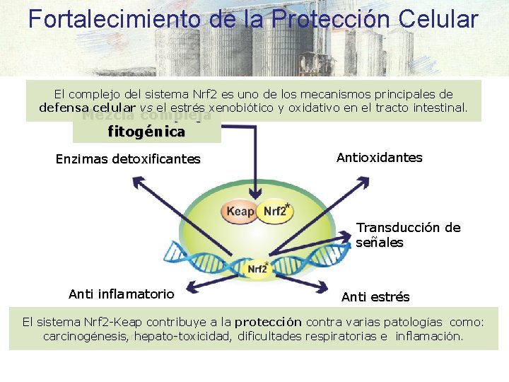 Fortalecimiento de la Protección Celular El complejo del sistema Nrf 2 es uno de