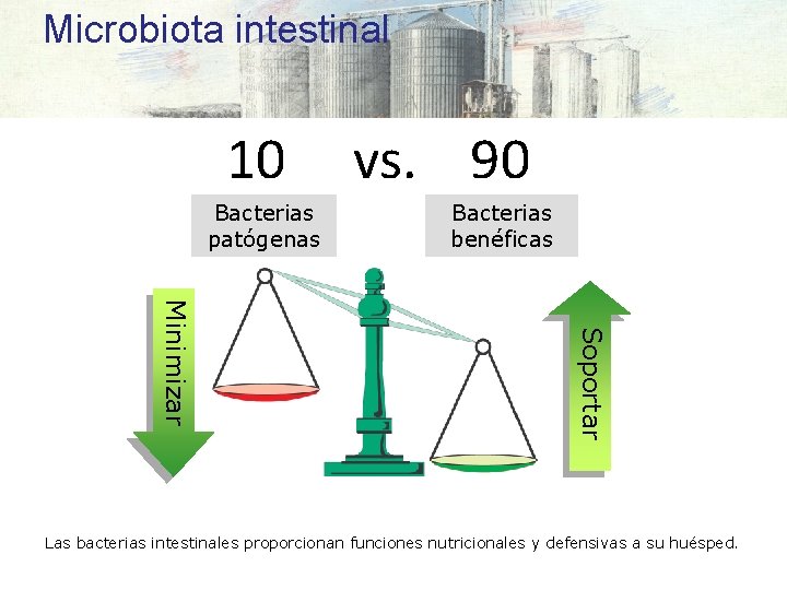 Microbiota intestinal 10 Bacterias patógenas vs. 90 Bacterias benéficas Soportar Minimizar Las bacterias intestinales