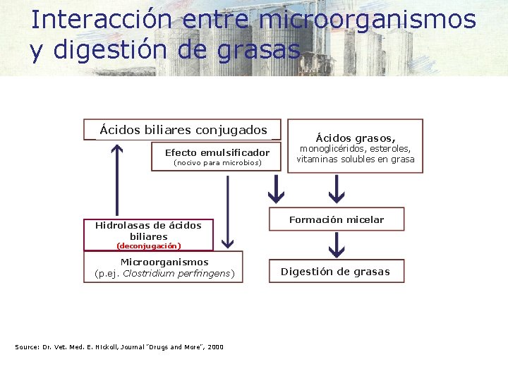 Interacción entre microorganismos y digestión de grasas Ácidos biliares conjugados Efecto emulsificador (nocivo para