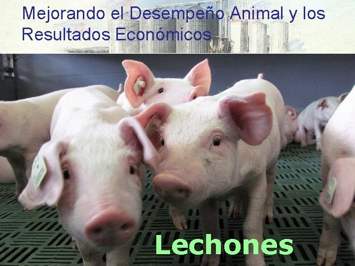 Mejorando el Desempeño Animal y los Resultados Económicos Lechones 