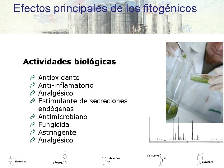 Efectos principales de los fitogénicos Actividades biológicas Æ Æ Æ Æ Eugenol Antioxidante Anti-inflamatorio