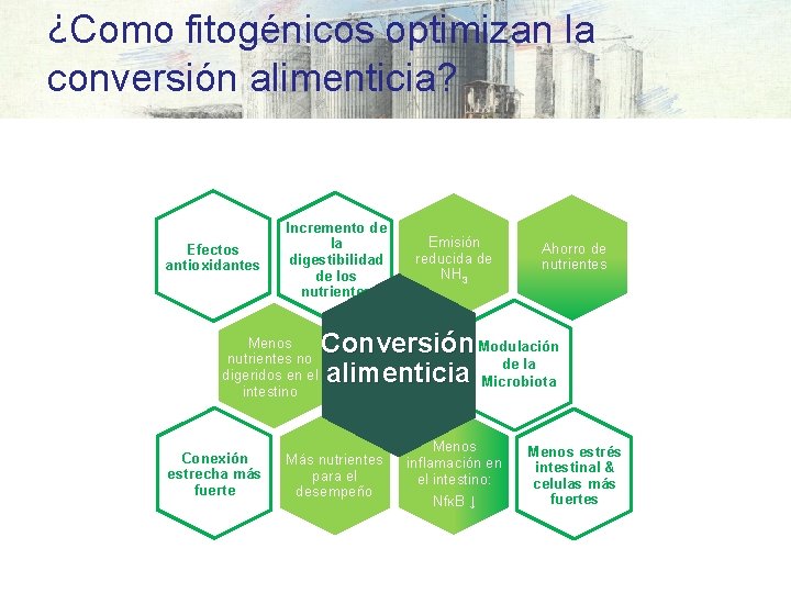 ¿Como fitogénicos optimizan la conversión alimenticia? Efectos antioxidantes Incremento de la digestibilidad de los