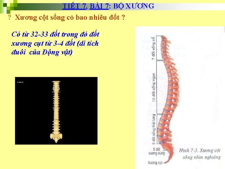 TIẾT 7, BÀI 7: BỘ XƯƠNG ? Xương cột sống có bao nhiêu đốt