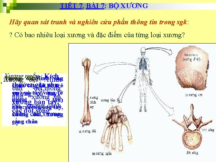 TIẾT 7, BÀI 7: BỘ XƯƠNG Hãy quan sát tranh và nghiên cứu phần