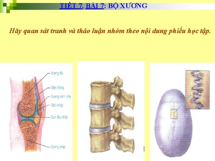 TIẾT 7, BÀI 7: BỘ XƯƠNG Hãy quan sát tranh và thảo luận nhóm