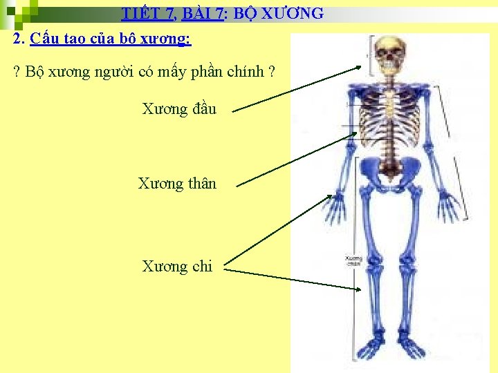 TIẾT 7, BÀI 7: BỘ XƯƠNG 2. Cấu tạo của bộ xương: ? Bộ