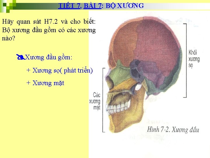 TIẾT 7, BÀI 7: BỘ XƯƠNG Hãy quan sát H 7. 2 và cho