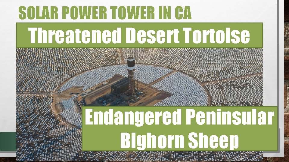 SOLAR POWER TOWER IN CA Threatened Desert Tortoise Endangered Peninsular Bighorn Sheep 