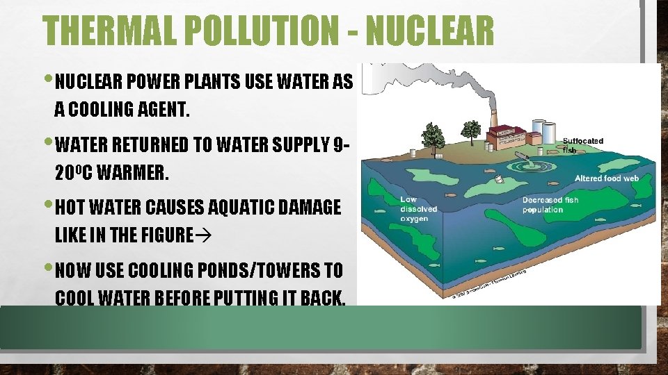 THERMAL POLLUTION - NUCLEAR • NUCLEAR POWER PLANTS USE WATER AS A COOLING AGENT.