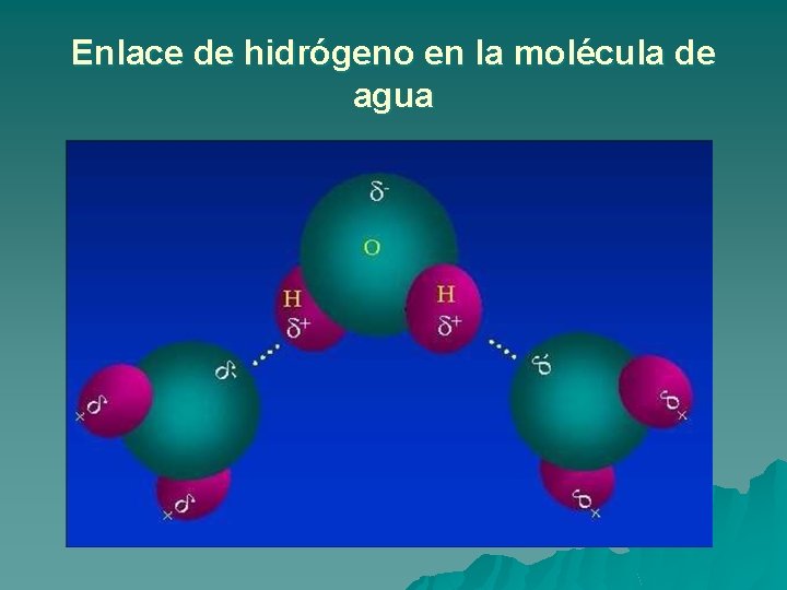 Enlace de hidrógeno en la molécula de agua Enlace de hidrógeno en la molécula de agua
