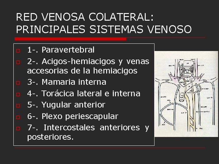 RED VENOSA COLATERAL: PRINCIPALES SISTEMAS VENOSO o o o o 1 -. Paravertebral 2 RED VENOSA COLATERAL: PRINCIPALES SISTEMAS VENOSO o o o o 1 -. Paravertebral 2