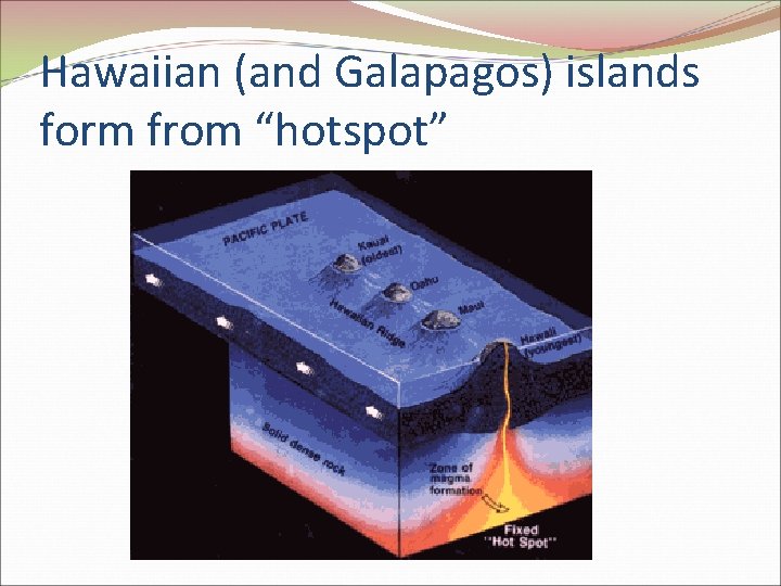 Hawaiian (and Galapagos) islands form from “hotspot” Hawaiian (and Galapagos) islands form from “hotspot”