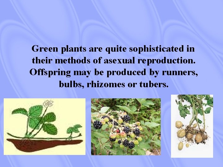 Green plants are quite sophisticated in their methods of asexual reproduction. Offspring may be