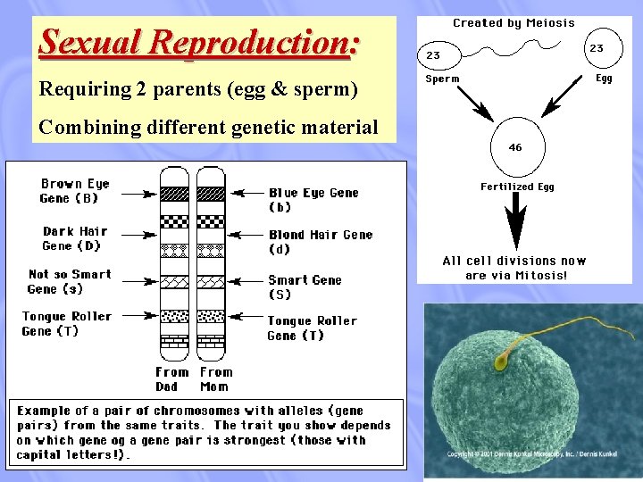 Sexual Reproduction: Requiring 2 parents (egg & sperm) Combining different genetic material 