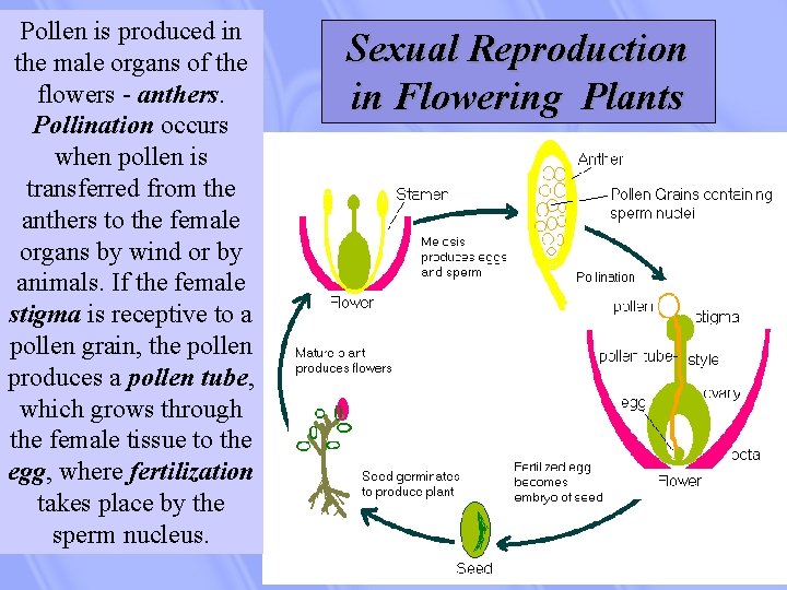 Pollen is produced in the male organs of the flowers - anthers. Pollination occurs