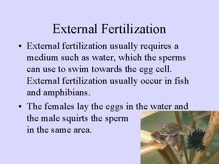 External Fertilization • External fertilization usually requires a medium such as water, which the