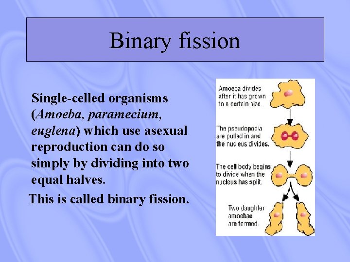 Binary fission Single-celled organisms (Amoeba, paramecium, euglena) which use asexual reproduction can do so
