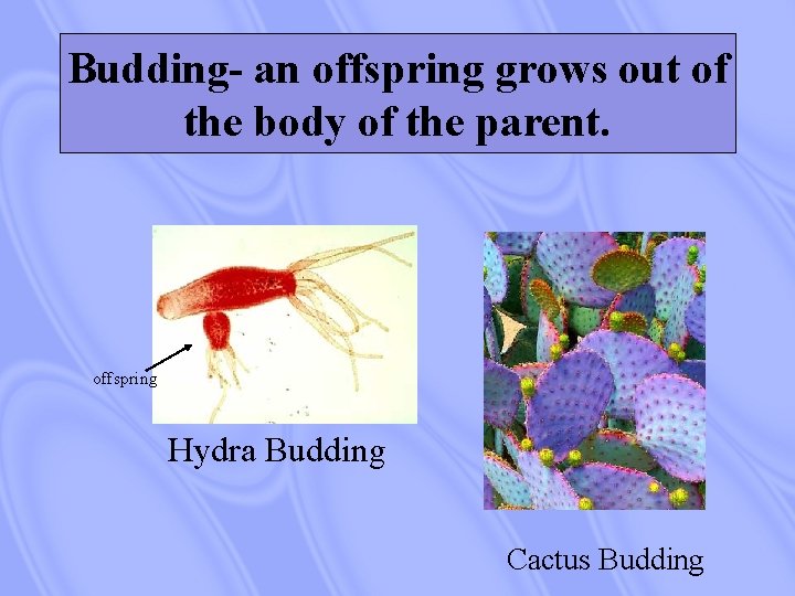 Budding- an offspring grows out of the body of the parent. offspring Hydra Budding