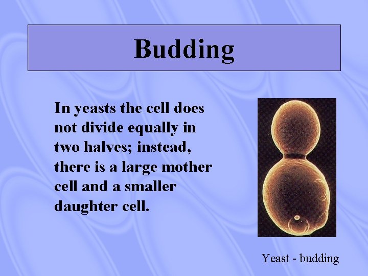 Budding In yeasts the cell does not divide equally in two halves; instead, there
