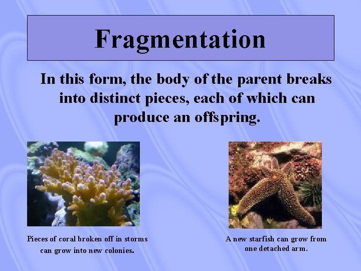 Fragmentation In this form, the body of the parent breaks into distinct pieces, each