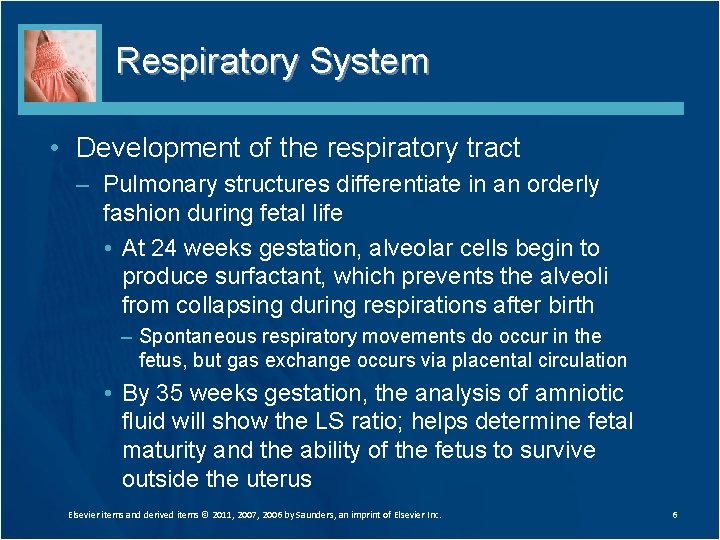 Respiratory System • Development of the respiratory tract – Pulmonary structures differentiate in an Respiratory System • Development of the respiratory tract – Pulmonary structures differentiate in an
