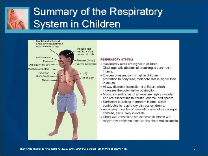 Summary of the Respiratory System in Children Elsevier items and derived items © 2011, Summary of the Respiratory System in Children Elsevier items and derived items © 2011,