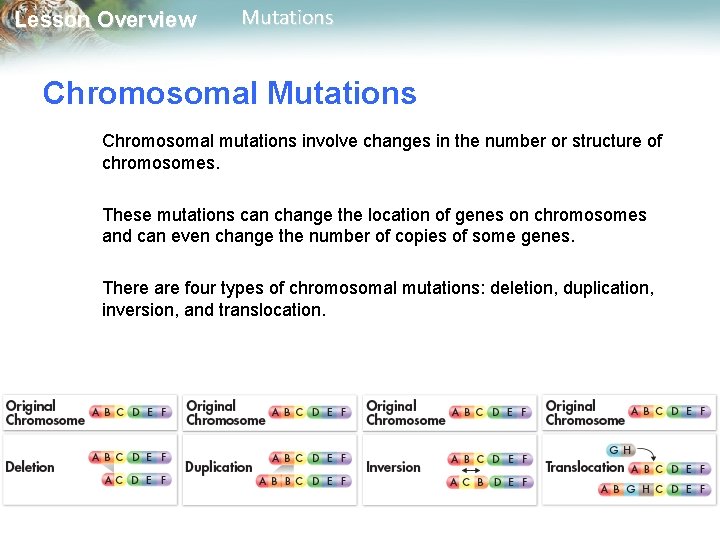 Lesson Overview Mutations Chromosomal mutations involve changes in the number or structure of chromosomes. Lesson Overview Mutations Chromosomal mutations involve changes in the number or structure of chromosomes.