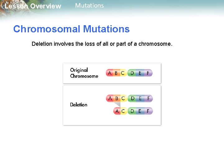 Lesson Overview Mutations Chromosomal Mutations Deletion involves the loss of all or part of Lesson Overview Mutations Chromosomal Mutations Deletion involves the loss of all or part of