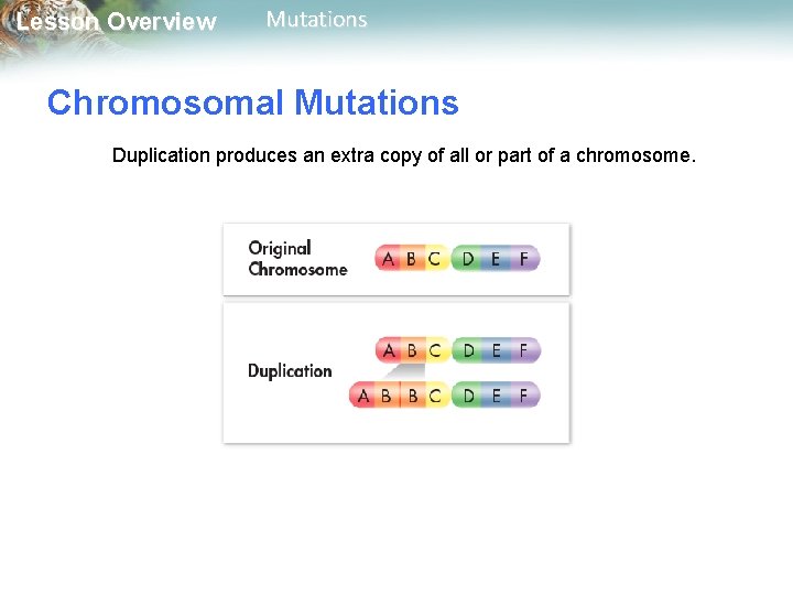 Lesson Overview Mutations Chromosomal Mutations Duplication produces an extra copy of all or part Lesson Overview Mutations Chromosomal Mutations Duplication produces an extra copy of all or part